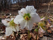 Sulle nevi primaverili del RESEGONE ad anello da Fuipiano-8apr24- FOTOGALLERY